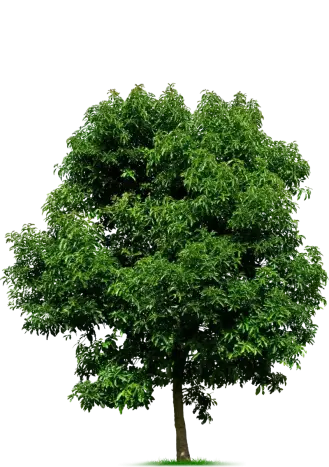 img-title